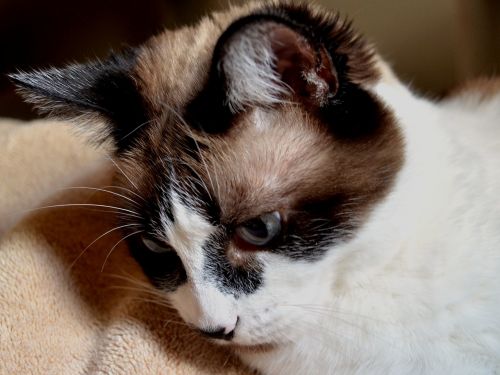 cat siamese mix