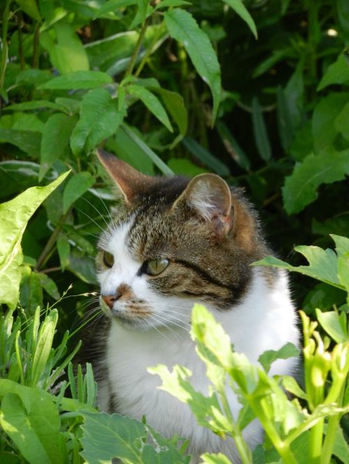 cat garden green