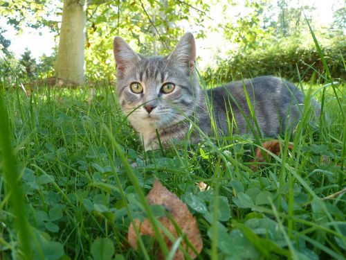 cat meadow domestic cat