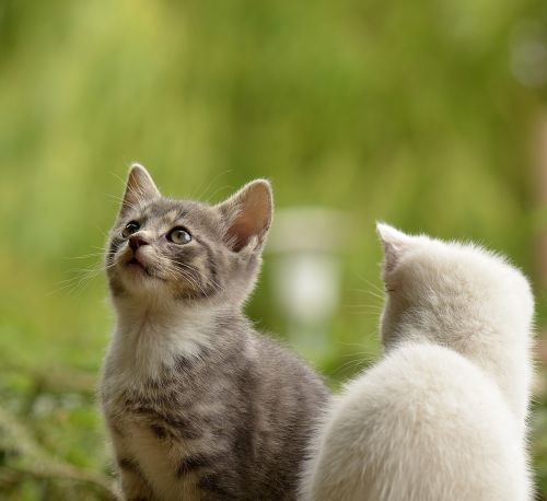 cat young animal curious