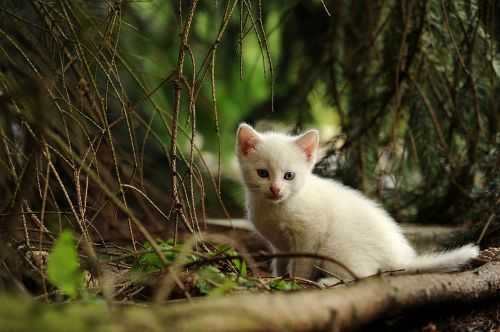 cat young animal curious