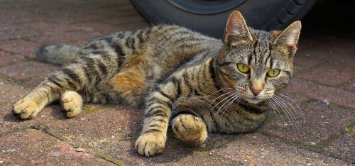 cat domestic cat female