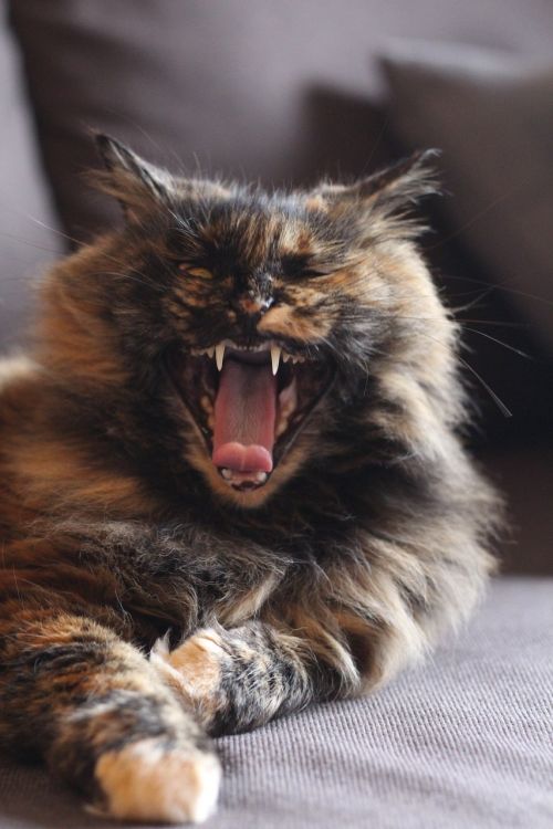 cat fangs yawn