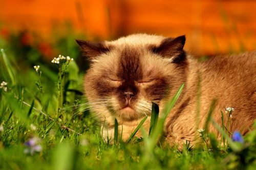 cat british shorthair sleep