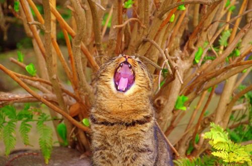 cat wood yawn