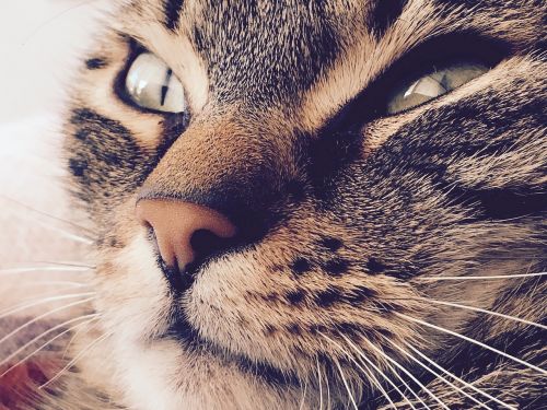 cat eyes beauty