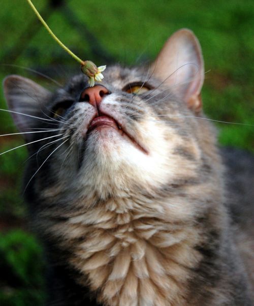 cat cat nose feline