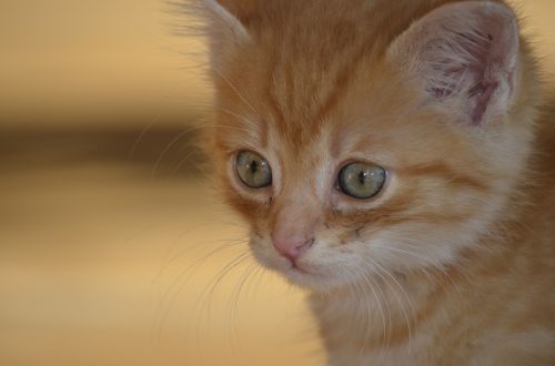 cat portrait kitten