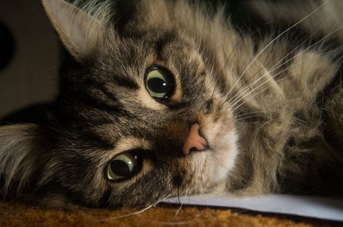 cat norwegian forest cat cat's eyes