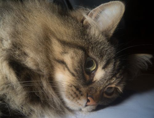 cat norwegian forest cat cat's eyes