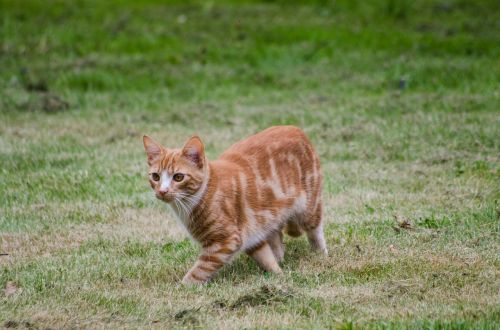 cat grass red