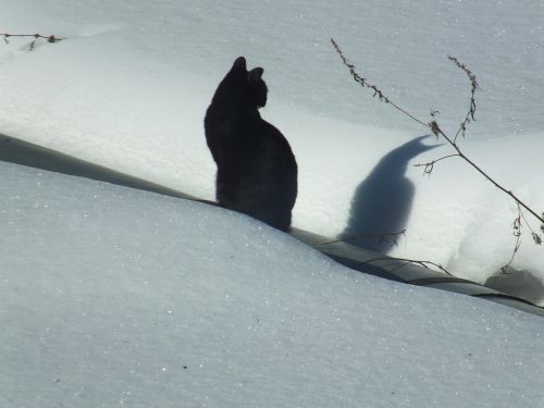 cat snow winter