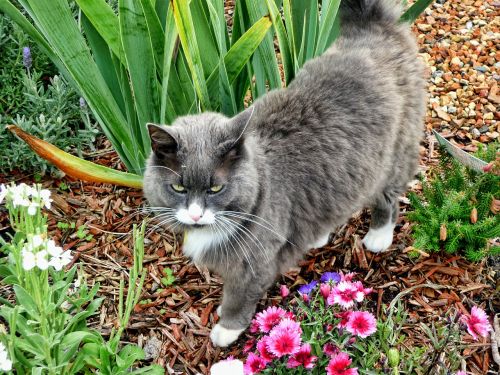 cat grey cat garden