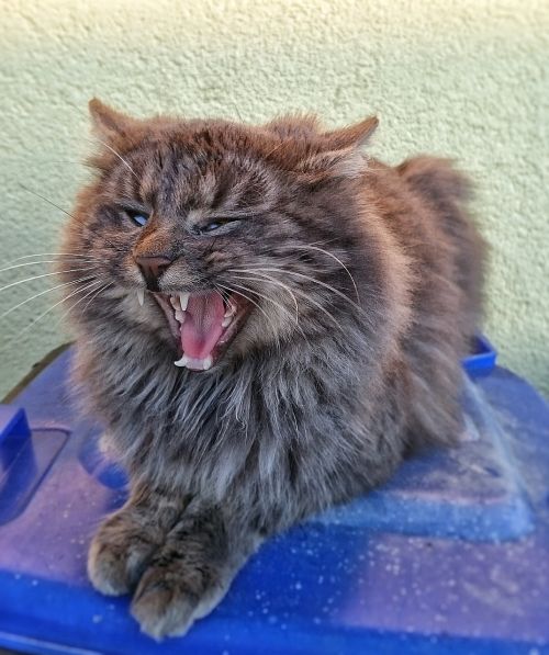 cat yawning pet