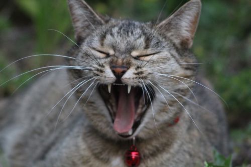 cat tired yawn