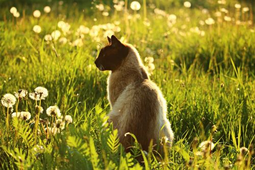 cat mieze siamese cat