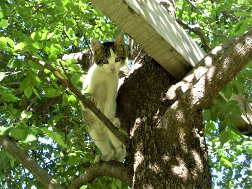 cat kitten tree