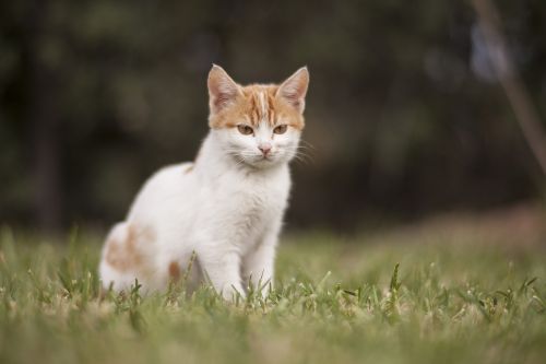 cat white animal portrait