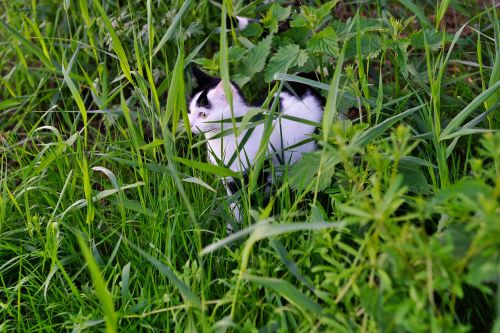 cat hidden lauer