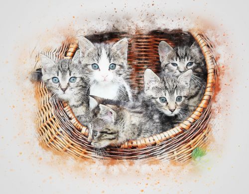 cat basket kitten