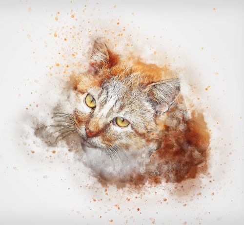 cat pet portrait