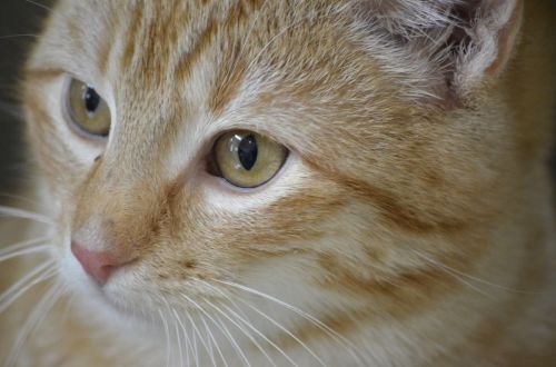 cat animal welfare portrait