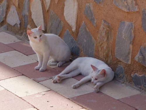 cat white cats strays