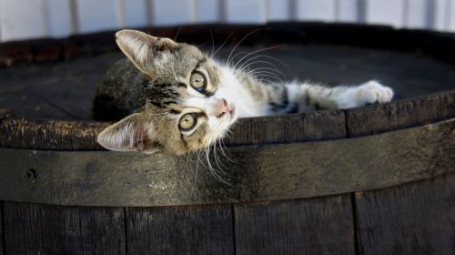 cat kitten wooden