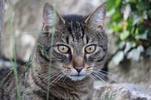 cat mackerel eyes