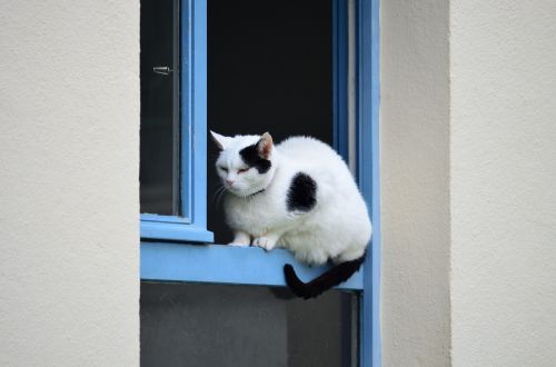 cat window black and white cat