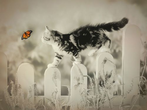 cat butterfly whimsical