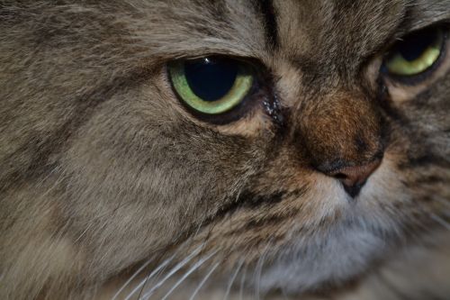cat persian cat cat's eyes