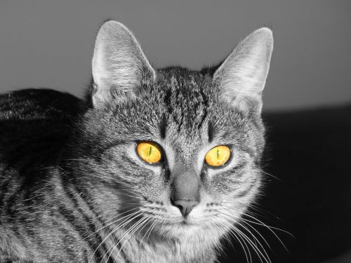 cat eyes light