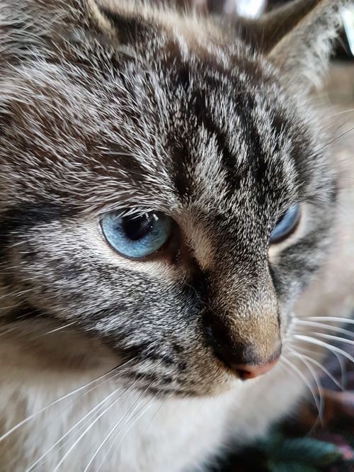 cat blue eyes portrait