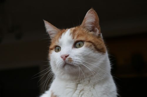 cat ginger white