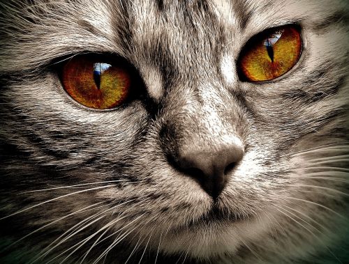 cat eyes bernstein