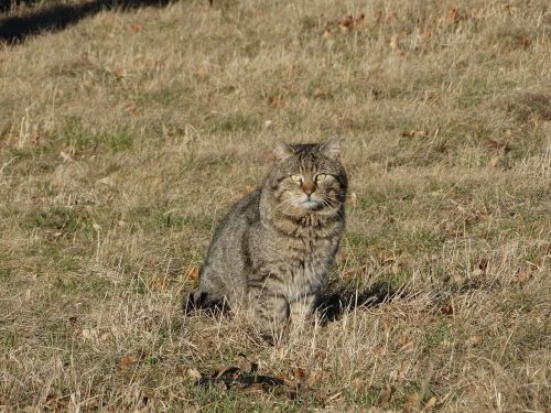 cat pet domestic cat