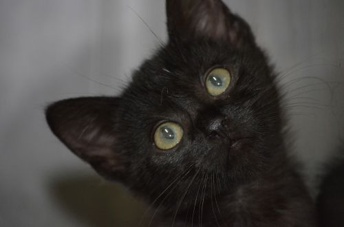 cat black cat animal welfare