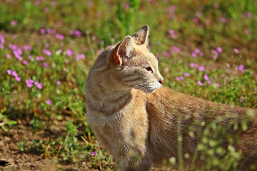 cat mieze tiger cat