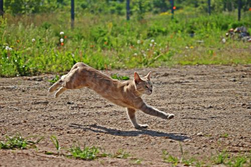 cat tiger cat kitten