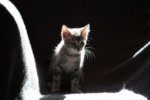 cat kitten sun