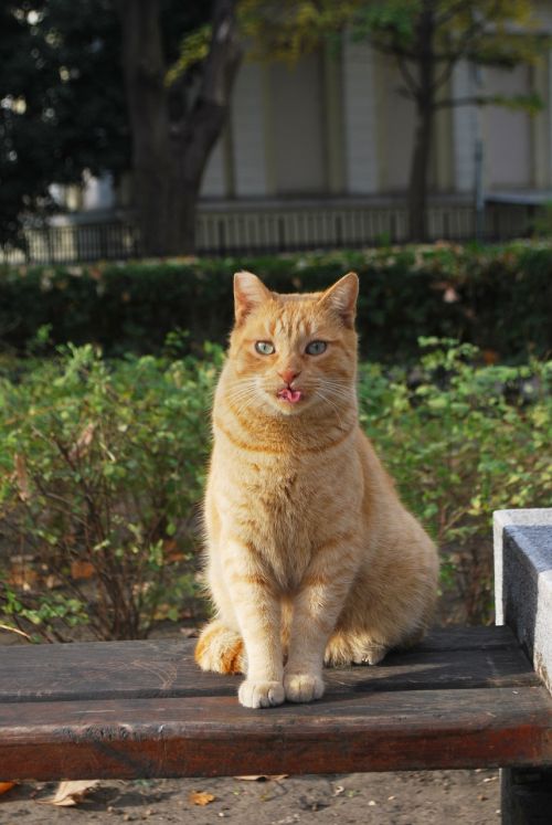 cat tongue funny