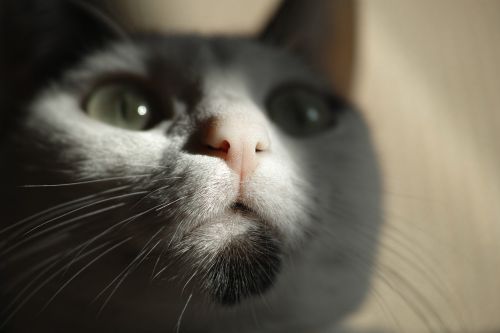 cat eye animal portrait