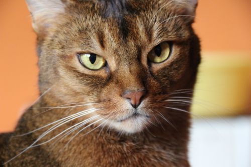 cat breed cat abyssinian