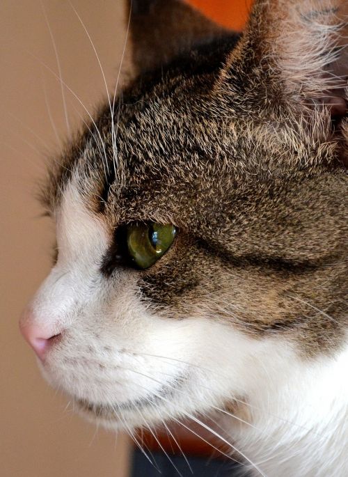 cat cat's eye animal
