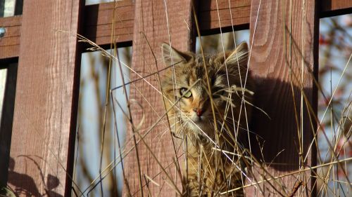 cat kitten view