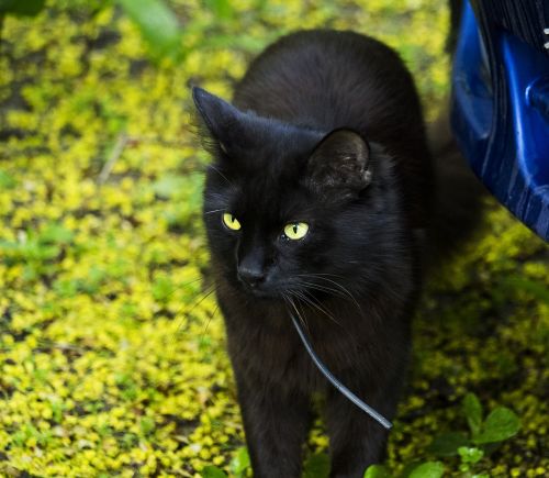 cat summer handsomely