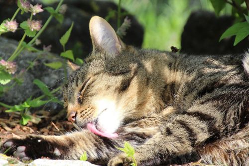 cat cleaning lick