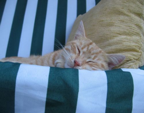 cat tomcat sleeps