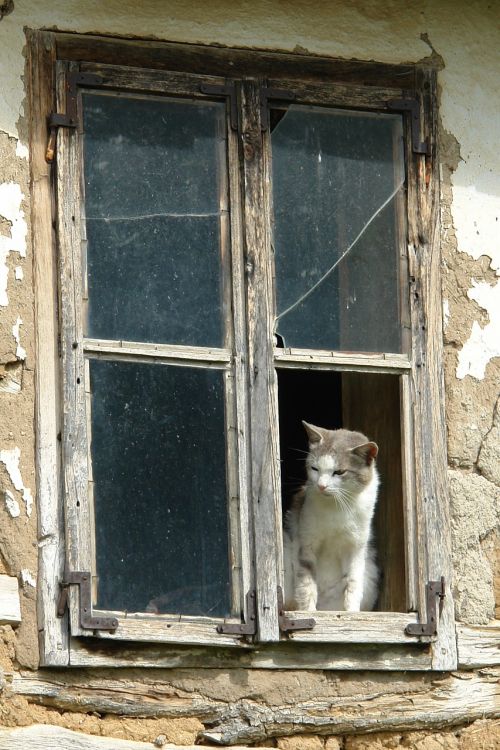 cat window animal